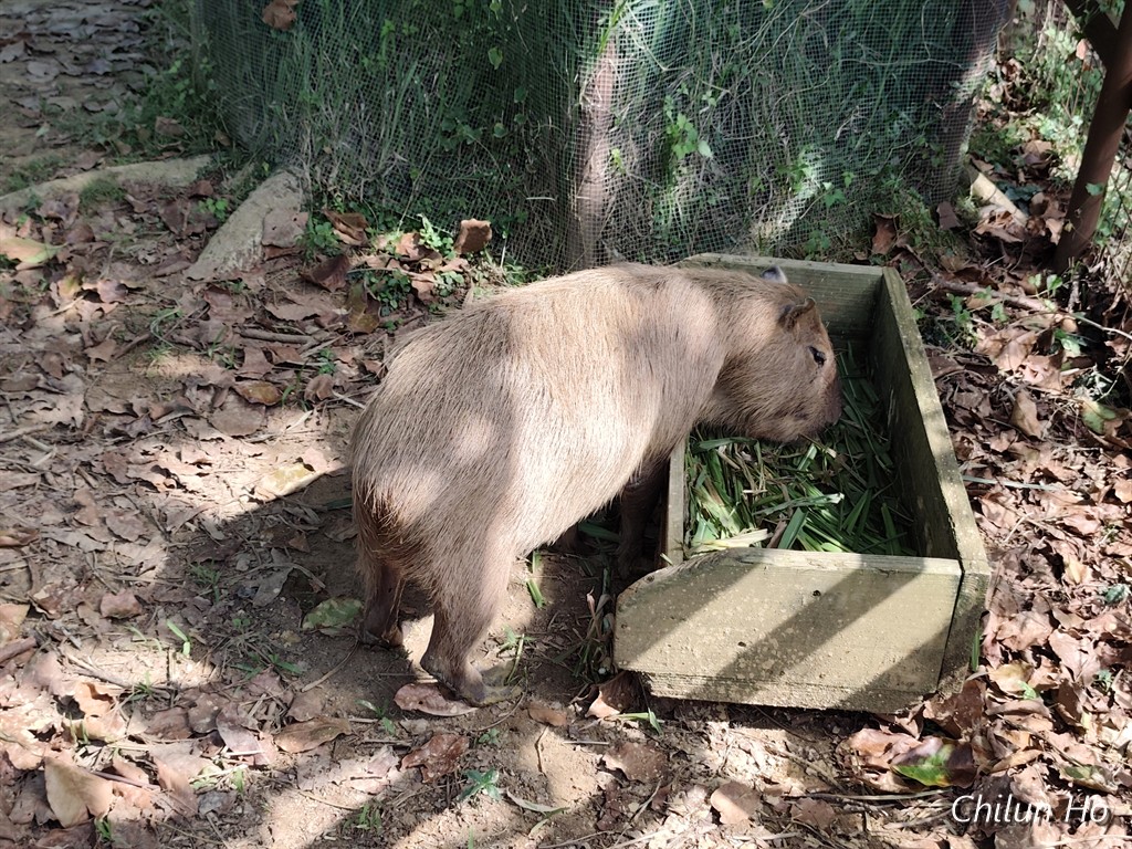 知花
